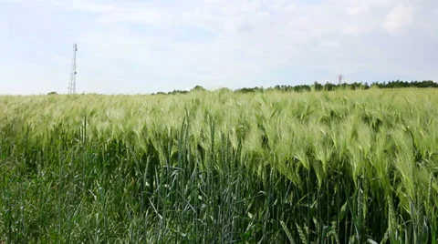 Windy day on wheat field Stock Footage 39132712