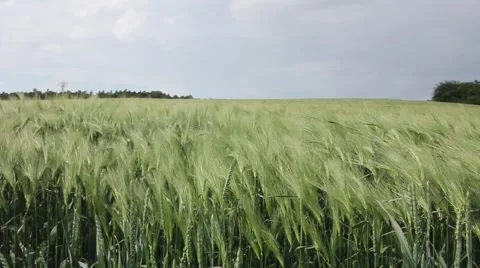 Windy day on wheat field Stock Footage 54026867