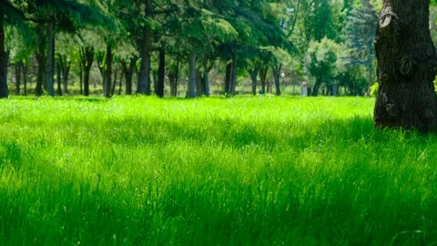 Windy day, wind and grass, Video stock 165150454