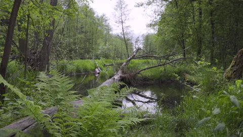 Windy day in the woods, 8K Stock Footage 167117537