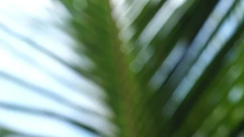 Windy Defocused Palm Branch Video stock 327549885