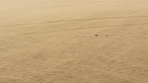 Windy desert sand Stock Footage 72628963