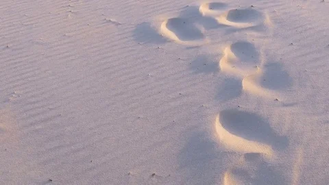 Windy Dessert Stock Footage 80102989