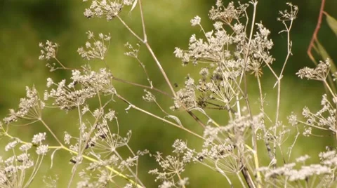 Windy Dry Shrub Stock Footage 10579219