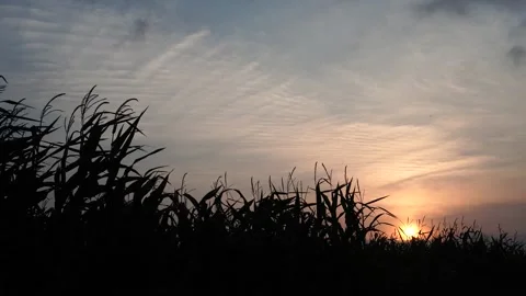 Windy dusk in a corn field Video stock 264157039