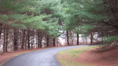 Windy evening and Path,  road  going into woods Stock Footage 167146549