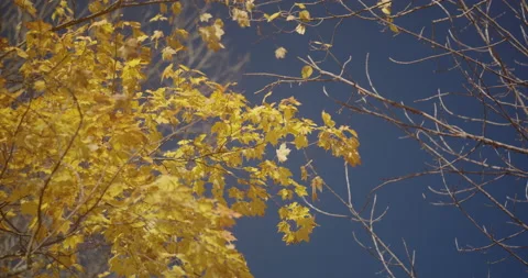 Windy fall day Stock Footage 142175035