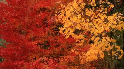 Windy fall day in a forest. Video stock 12613778