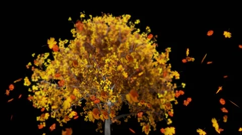 Windy Falling Leaves on Black Stock Footage 65311276