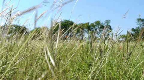Windy Feld 1 Stock-Footage 10910342