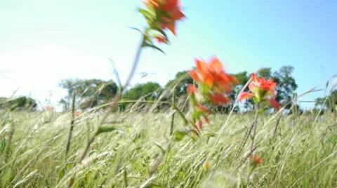 Windy field 2 Stock Footage