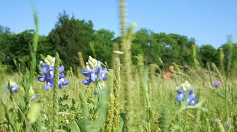 Windy field 3 스톡 동영상 10911306