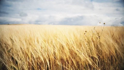 Windy field and cloudy sky Stock Footage 96407170