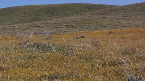 Windy Field and Hill 動画素材 48824091