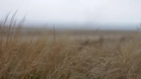 Windy field filled with thin wild straw on gloomy day Vidéo 75007978