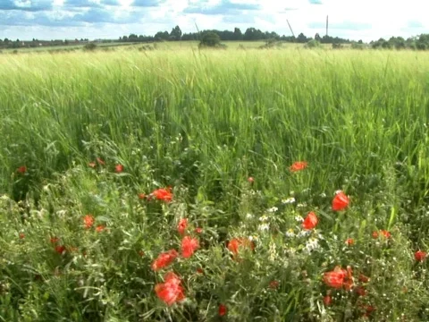 Windy Field Stock Footage 490181