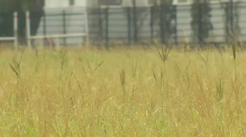 Windy Field Stock Footage 5835524