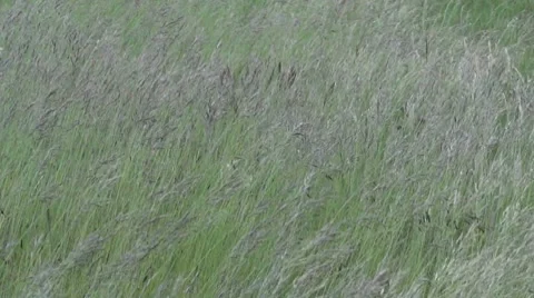 Windy Field Video stock 8569488