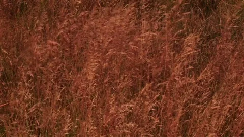 Windy field Stock Footage 72571931