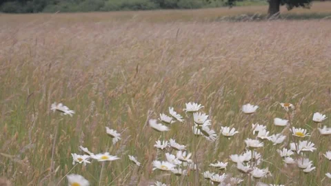Windy field Vídeos de archivo 132747922