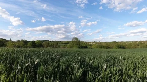 Windy Field In Ukraine Stock Footage 197052059