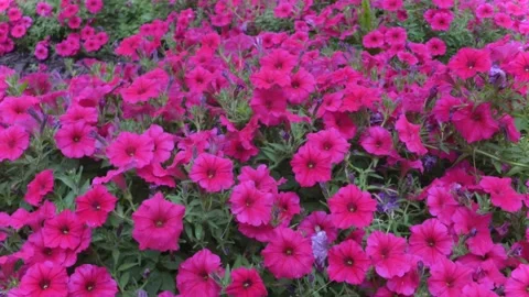 Windy Flower Bed 4K Stock Footage 134312035
