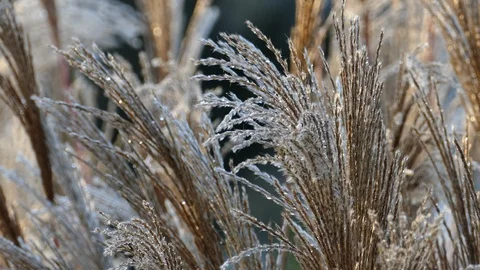 Windy flower grass after rain 動画素材 97719026