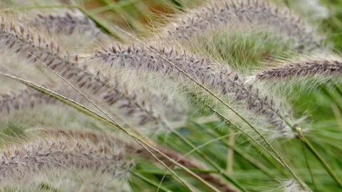 Windy flower grass with slight movement Stock-Footage 97833604