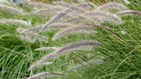 Windy flower grass with slight movement 스톡 동영상 97834658