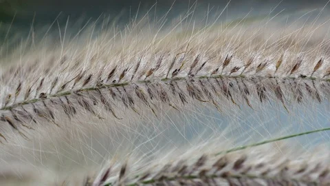 Windy flower grass with slight movement Stock Footage 97835007