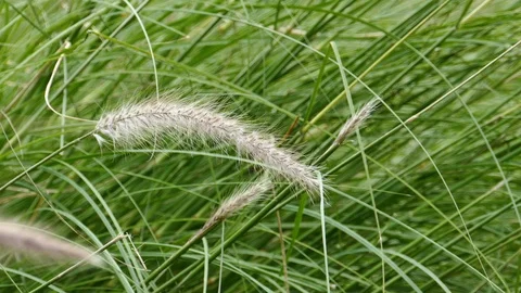 Windy flower grass with slight movement Stock-Footage 97835319