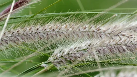 Windy flower grass with slight movement Stock-Footage 97835737