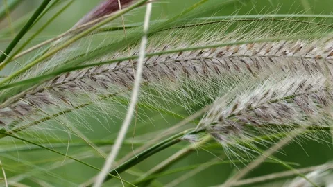 Windy flower grass with slight movement Stock-Footage 97835813