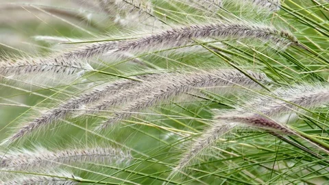 Windy flower grass with slight movement Stock-Footage 97835910