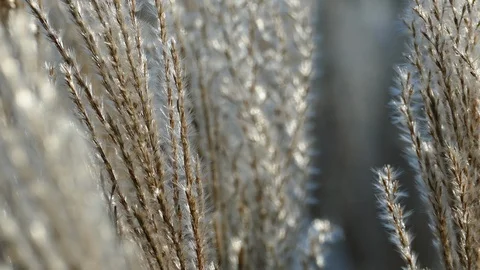 Windy flower grass with slight movement Stock-Footage 98306761