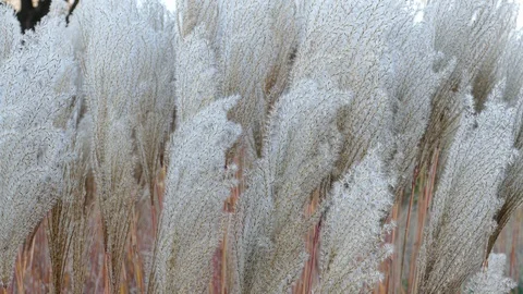 Windy flower grass with slight movement Stock-Footage 98307082