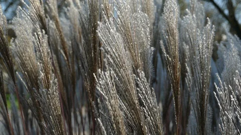 Windy flower grass with slight movement Stock-Footage 98307444
