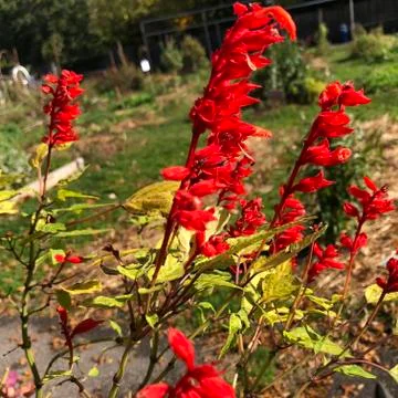 Windy flower 库存照片