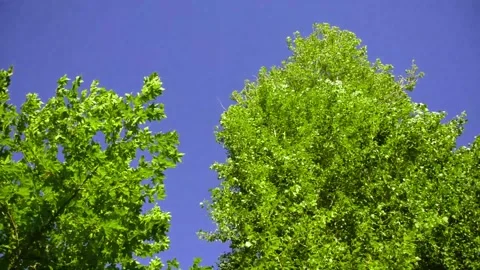 Windy Stock Footage 137338923