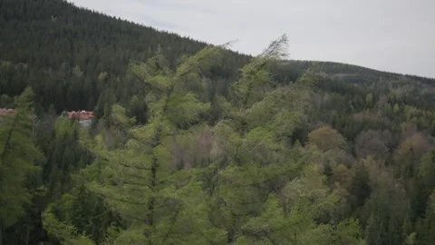 Windy forest up on the hill 動画素材 274269278