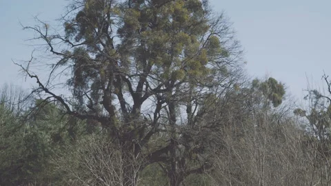 Windy forest nature. View in 4K Video stock 89123672