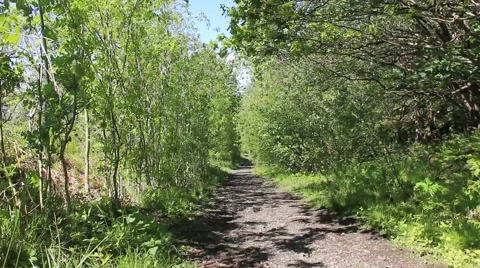 Windy forest path  Cambusbarron Stirling Stock Footage 51771519