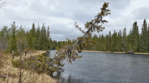 Windy forest river scene with a leaning pine tree bending over the water Stock Footage 318197107