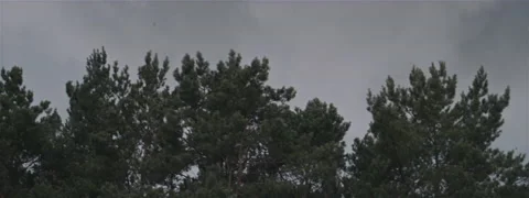 Windy Forest Before Storm Anamorphic Stock Footage 139451187