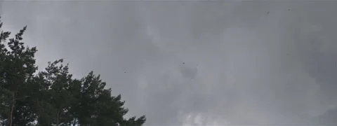 Windy Forest Before Storm Anamorphic Stock Footage 139451603