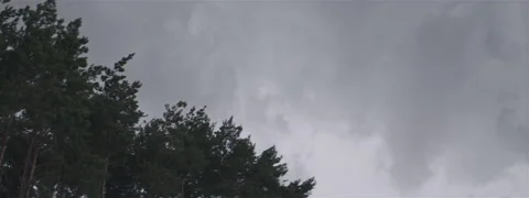 Windy Forest Before Storm Anamorphic Stock Footage 139452845