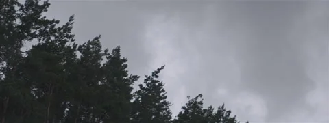 Windy Forest Before Storm Anamorphic Stock Footage 139453190