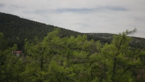 Windy forest, top of trees moved by wind 動画素材 274269305