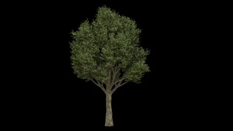 Windy forest tree with green leaves and dark bark fully isolated with alpha Stock Footage 255014555