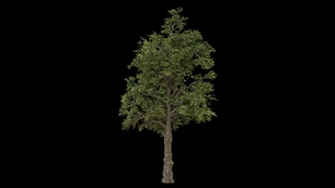 Windy forest tree with green leaves and dark bark isolated with alpha channel Stock Footage 255014944